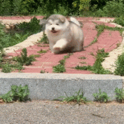 [field:title/]